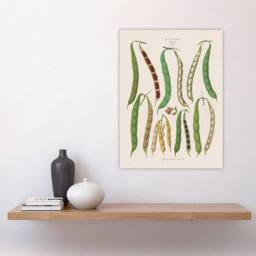 "Artery8 Kidney or Snap Beans Kitchen Ernst Benary Wall Art Poster Print in White - Size: W18"" x H24""" - thumbnail 4