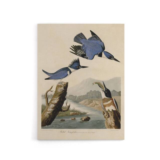 "Artery8 Audubon Birds Of America Belted Kingfisher Canvas Wall Art Print in Blue - Size: W18"" x H24""" - image 1