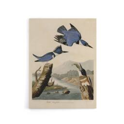 "Artery8 Audubon Birds Of America Belted Kingfisher Canvas Wall Art Print in Blue - Size: W18"" x H24""" - thumbnail 1