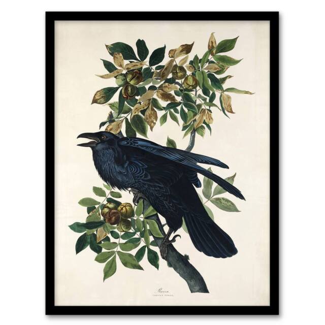 "Artery8 Birds of America Raven Audubon Nature Framed Wall Art Print in White - Size: W12"" x H16""" - image 1