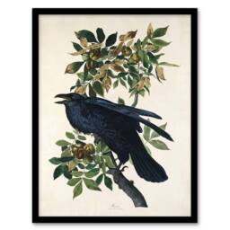 "Artery8 Birds of America Raven Audubon Nature Framed Wall Art Print in White - Size: W12"" x H16""" - thumbnail 1
