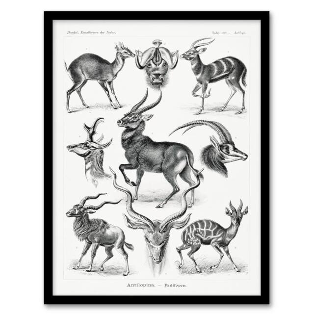Artery8 Ernst Haeckel Framed Wall Art Print Art Forms of Nature Antilope in White - Size: A4 - image 1