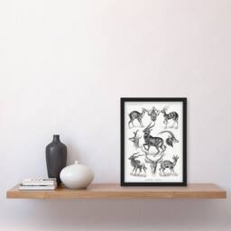 Artery8 Ernst Haeckel Framed Wall Art Print Art Forms of Nature Antilope in White - Size: A4 - thumbnail 2