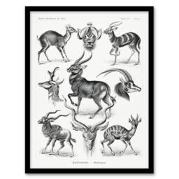 Artery8 Ernst Haeckel Framed Wall Art Print Art Forms of Nature Antilope in White - Size: A4 - thumbnail 1