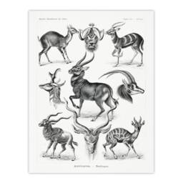 Artery8 Ernst Haeckel Framed Wall Art Print Art Forms of Nature Antilope in White - Size: A4 - thumbnail 3