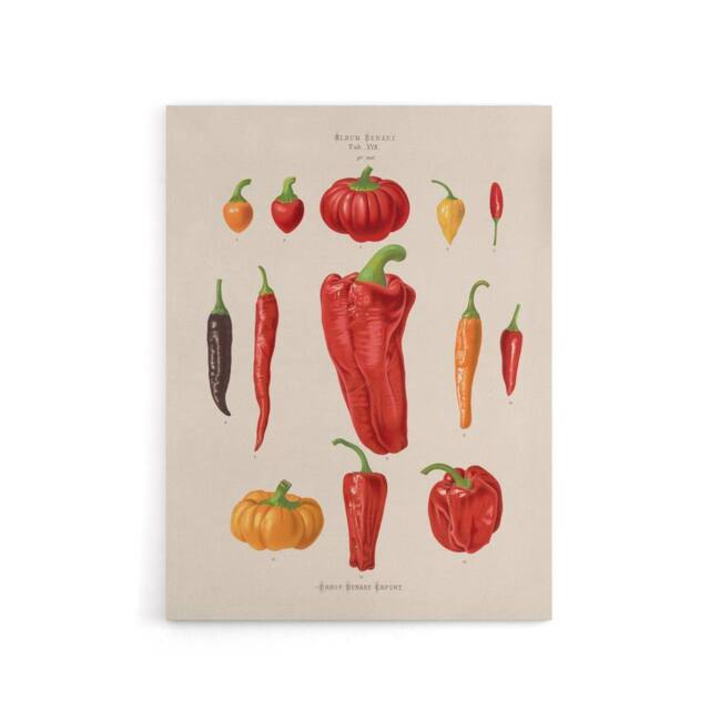 "Artery8 Capsicums & Chili Peppers Ernst Benary Canvas Wall Art Print in White - Size: W18"" x H24""" - image 1