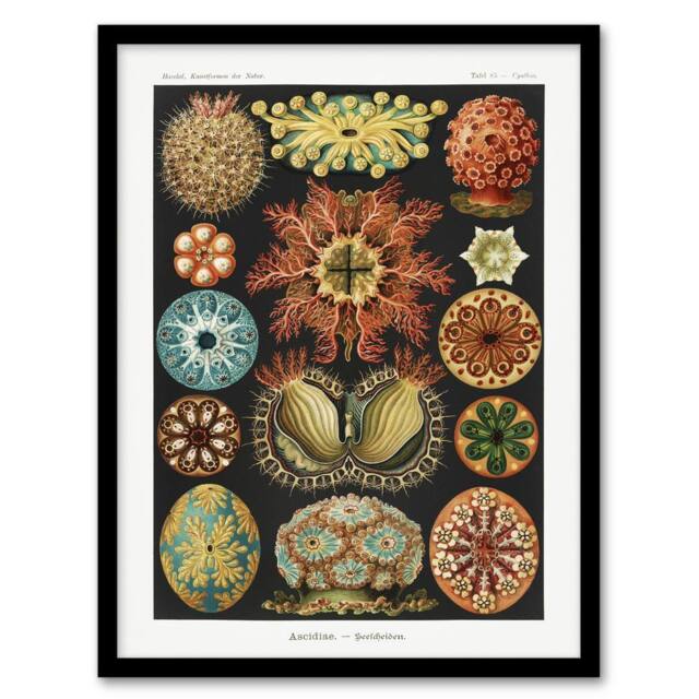 "Artery8 Ascidiae Colourful Marine Life Haeckel Botanical Framed Wall Art Print - Size: W12"" x H16""" - image 1