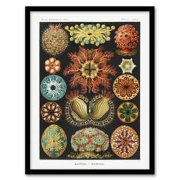 "Artery8 Ascidiae Colourful Marine Life Haeckel Botanical Framed Wall Art Print - Size: W12"" x H16""" - thumbnail 1