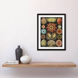 "Artery8 Ascidiae Colourful Marine Life Haeckel Botanical Framed Wall Art Print - Size: W12"" x H16""" - thumbnail 4