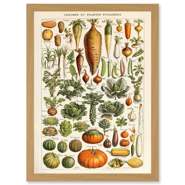 Artery8 Millot Encyclopedia vintage Vegetables Legumes Nature Artwork Framed Wall Art Print A4 in Light Oak - image 1