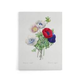 "Artery8 Anemone Flowers Botanical Redoute Vintage Canvas Wall Art in White - Size: W18"" x H24""" - thumbnail 1