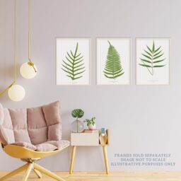 Wee Blue Coo Pack of 3 Botanical Aesthetic Single Fern Leaves Detailed Fern Frond Botany Book Vintage Unframed Wall Art Living Room Prints Set - thumbnail 3
