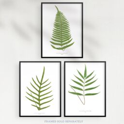 Wee Blue Coo Pack of 3 Botanical Aesthetic Single Fern Leaves Detailed Fern Frond Botany Book Vintage Unframed Wall Art Living Room Prints Set - thumbnail 5