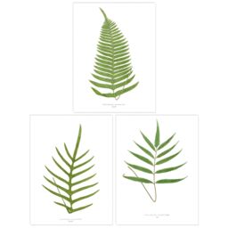 Wee Blue Coo Pack of 3 Botanical Aesthetic Single Fern Leaves Detailed Fern Frond Botany Book Vintage Unframed Wall Art Living Room Prints Set - thumbnail 1