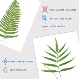 Wee Blue Coo Pack of 3 Botanical Aesthetic Single Fern Leaves Detailed Fern Frond Botany Book Vintage Unframed Wall Art Living Room Prints Set - thumbnail 4