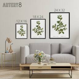 "Artery8 Italian Buckthorn Botanical Redoute Black Framed Canvas Wall Art in White - Size: W12"" x H16""" - thumbnail 4