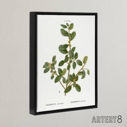 "Artery8 Italian Buckthorn Botanical Redoute Black Framed Canvas Wall Art in White - Size: W12"" x H16""" - thumbnail 2
