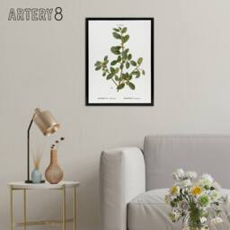 "Artery8 Italian Buckthorn Botanical Redoute Black Framed Canvas Wall Art in White - Size: W12"" x H16""" - thumbnail 3
