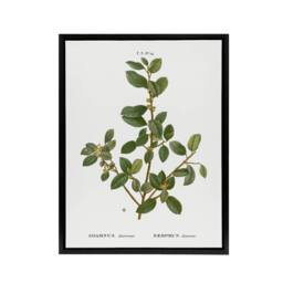 "Artery8 Italian Buckthorn Botanical Redoute Black Framed Canvas Wall Art in White - Size: W12"" x H16""" - thumbnail 1