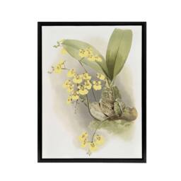 "Artery8 Frederick Sander Turtle Shell Orchid Flowers Framed Canvas Art Print - Size: W24"" x H32""" - thumbnail 1