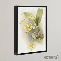 "Artery8 Frederick Sander Turtle Shell Orchid Flowers Framed Canvas Art Print - Size: W24"" x H32""" - thumbnail 2