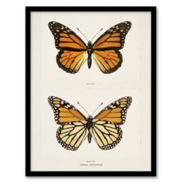 "Artery8 Monarch Butterfly Vintage Illustration Denton Framed Wall Art Print in White - Size: W12"" x H16""" - thumbnail 1