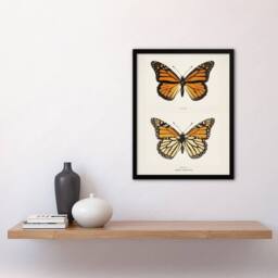 "Artery8 Monarch Butterfly Vintage Illustration Denton Framed Wall Art Print in White - Size: W12"" x H16""" - thumbnail 4