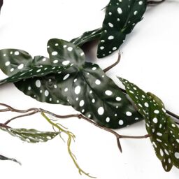 Leaf 6 x 110cm Artificial Hanging Trailing Begonia Maculata Spotted Plant in Purple - Size: 6 x 110 cm - thumbnail 4