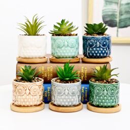simpa 6PC Colour Glazed Owl Ceramic Plant Pots with Bamboo Base - thumbnail 2
