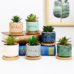 simpa 6PC Colour Glazed Owl Ceramic Plant Pots with Bamboo Base - thumbnail 3