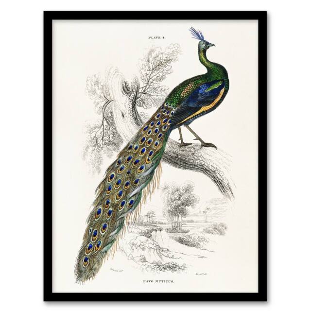 "Artery8 Male Peafowl Peacock Sir William Jardine Vintage Framed Wall Art Print in White - Size: W12"" x H16""" - image 1