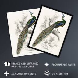 "Artery8 Male Peafowl Peacock Sir William Jardine Vintage Framed Wall Art Print in White - Size: W12"" x H16""" - thumbnail 2