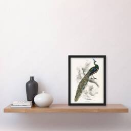 "Artery8 Male Peafowl Peacock Sir William Jardine Vintage Framed Wall Art Print in White - Size: W12"" x H16""" - thumbnail 4