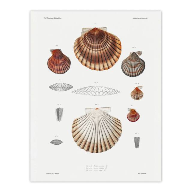 "Artery8 Clam shell varieties Augustus Gould Wall Art Poster Print in White - Size: W12"" x H16""" - image 1