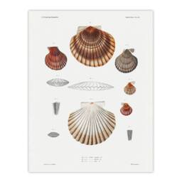 "Artery8 Clam shell varieties Augustus Gould Wall Art Poster Print in White - Size: W12"" x H16""" - thumbnail 1