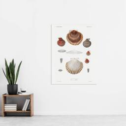 "Artery8 Clam shell varieties Augustus Gould Wall Art Poster Print in White - Size: W12"" x H16""" - thumbnail 4