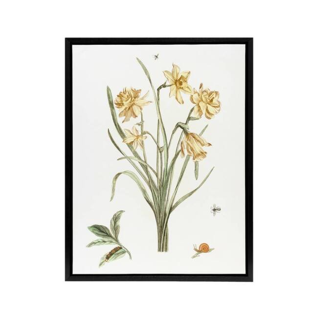 "Artery8 Five Daffodils Vintage Illustration Teyler Black Framed Canvas Art in White - Size: W12"" x H16""" - image 1