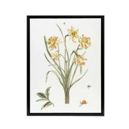 "Artery8 Five Daffodils Vintage Illustration Teyler Black Framed Canvas Art in White - Size: W12"" x H16""" - thumbnail 1