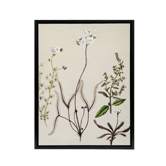 "Artery8 New Zealand Drosera Arcturi Plant Flowers Featon Framed Canvas Art in Beige - Size: W12"" x H16""" - image 1