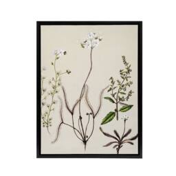 "Artery8 New Zealand Drosera Arcturi Plant Flowers Featon Framed Canvas Art in Beige - Size: W12"" x H16""" - thumbnail 1