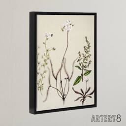"Artery8 New Zealand Drosera Arcturi Plant Flowers Featon Framed Canvas Art in Beige - Size: W12"" x H16""" - thumbnail 2
