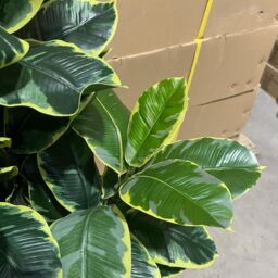 Leaf Artificial Rubber Plant Tree Deluxe Faux Design 120cm in Green - thumbnail 5