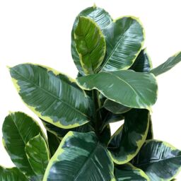 Leaf Artificial Rubber Plant Tree Deluxe Faux Design 120cm in Green - thumbnail 2