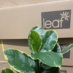 Leaf Artificial Rubber Plant Tree Deluxe Faux Design 120cm in Green - thumbnail 6