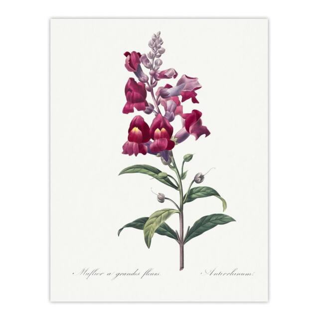 "Artery8 Antirrhinum Dragon Flowers Redoute Vintage Wall Art Print Poster in White - Size: W18"" x H24""" - image 1