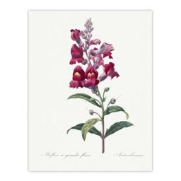 "Artery8 Antirrhinum Dragon Flowers Redoute Vintage Wall Art Print Poster in White - Size: W18"" x H24""" - thumbnail 1