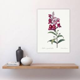 "Artery8 Antirrhinum Dragon Flowers Redoute Vintage Wall Art Print Poster in White - Size: W18"" x H24""" - thumbnail 4
