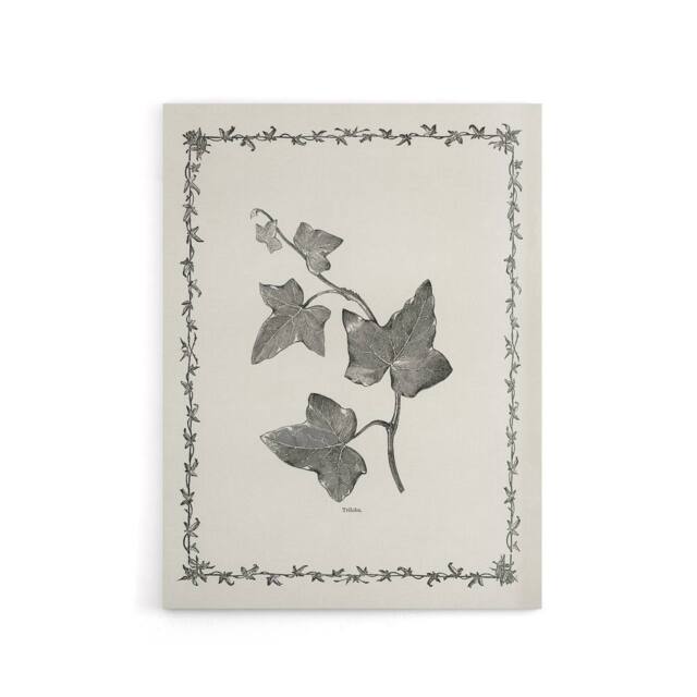 "Artery8 Vintage Botanical Ipomoea Triloba Leaves Hibberd Canvas Wall Art in White - Size: W18"" x H24""" - image 1