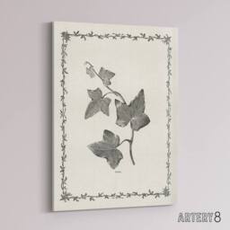 "Artery8 Vintage Botanical Ipomoea Triloba Leaves Hibberd Canvas Wall Art in White - Size: W18"" x H24""" - thumbnail 2