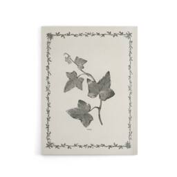 "Artery8 Vintage Botanical Ipomoea Triloba Leaves Hibberd Canvas Wall Art in White - Size: W18"" x H24""" - thumbnail 1
